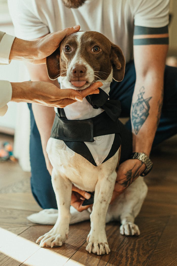 A dog wearing a bow tie and vest